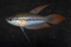 Гурами Шаллера (Trichopsis Schaller)