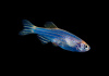 Данио рерио Глофиш синий (Danio rerio glofish)