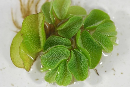Сальвиния Плавающая  (Salvinia)