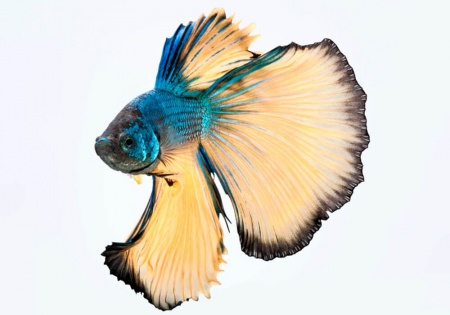 Петушок Халф Мун горчичный газ самец (Betta splendens Halfmoon Mustard Gas)