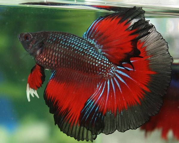 Петушок Халф Мун дракон красно-черная  бабочка самец( betta male red devil tail)