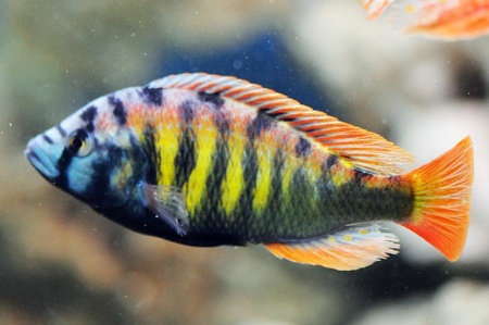 Цихлида Хаплохромис Брауна (Haplochromis brownae) 4-5см