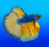 Петушок Супер Дельта Горчичный Газ самец (Betta-splendens-Super-Delta)