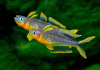 Попондетта фурката (лат. Pseudomugil furcatus) Радужница карликовая 2 см.