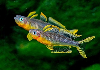Попондетта фурката (лат. Pseudomugil furcatus) Радужница карликовая 2 см.