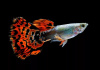 Гуппи красная мозаика (Poecilia reticulata red mosaic)