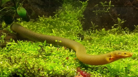 Каламоихт Калабарский [Calamoichthys calabaricus] Рыба-змея