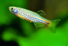 Данио леопардовый (Danio frankei)