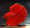 Петушок Халф Мун рубиновый самец (Betta male Halfmoon red rubin)