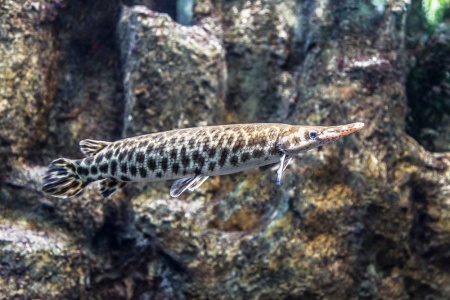 Щука Пятнистый Флоридский Панцирник (Lepisosteus oculatus) 7 м