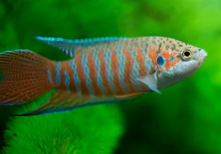 Макропод обыкновенный (Macropodus-opercularis)