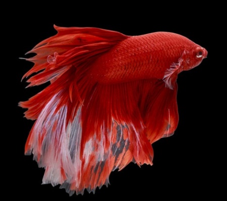 Петушок Халф Мун Рубиновая бабочка самец (Betta male Halfmoon rubin boterfly)