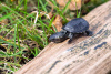 Черепаха Мускусная (Sternotherus odoratus)