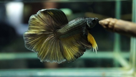Петушок Халф Мун черное золото двухвостый  самец (betta halfmoon male dubletail-black-gold)