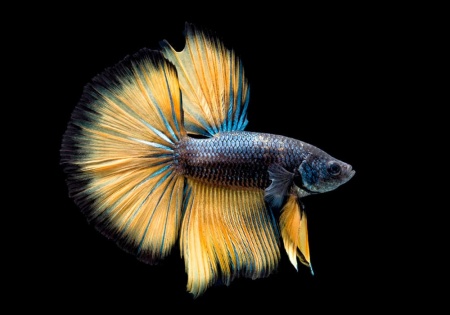 Петушок Халф Мун горчичный газ самец (Betta splendens Halfmoon Mustard Gas)