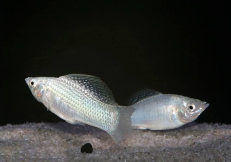 Моллинезия снежинка парусная (Poecilia velifera Silver lyretail Molly)