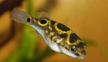 Тетрадон восьмёрка -(Tetraodon biocellatus)