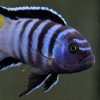 Цихлида Элонгатус псевдотрофеус Мпанга (pseudotropheus elongatus mpanga)
