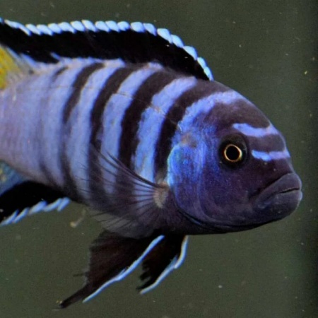 Цихлида Элонгатус псевдотрофеус Мпанга (pseudotropheus elongatus mpanga)