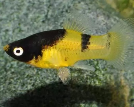 Пецилия пчелка (Xiphophorus maculatus Bumble bee Platy)