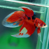 Петушок Вуалехвостый кои самец (Betta-male-Veiltail-coi-)