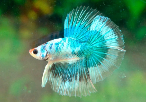 Петушок Халф Мун бабочка зеленый самец Betta splendens Halfmoon green Butterfly)