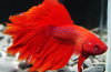 Петушок Супер Дельта красный самец (Betta-splendens-Super-Delta-Pink-Butter)