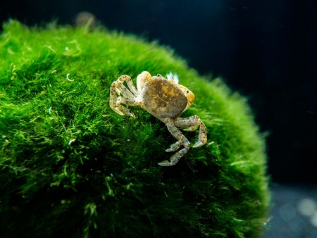 КРАБ ПОМПОН  водный (PTYCHOGNATHUS BARBATUS)