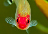 Родостомус, Тетра красноносая  (Hemigrammus rhodostomus, Hemmigrammus bleheri)
