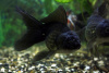 Оранда черная (Goldfish Oranda black) 10-12 см