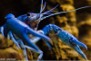 Рак Флоридский голубой, синий (Procambarus alleni)