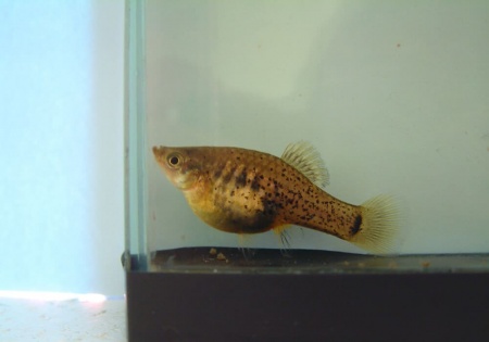 Меченосец Миллера ( Xiphophorus milleri)