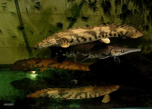 Полиптерус Эндлихера (Polypterus endlicheri) 5-7 см