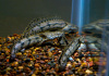 Полиптерус Эндлихера (Polypterus endlicheri) 5-7 см