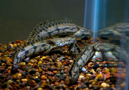 Полиптерус Эндлихера (Polypterus endlicheri) 5-7 см