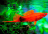 Меченосец Геллера красный (Xiphophorus helleri red)