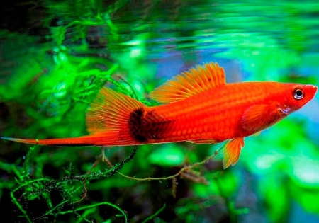 Меченосец Геллера красный (Xiphophorus helleri red)