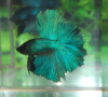 Петушок Супер Дельта изумрудный самец (etta-splendens-Super-Delta-emerald)