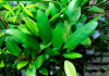 Анубиас Афцели или Анубиас Афцелиуса (Anubias afzelii)