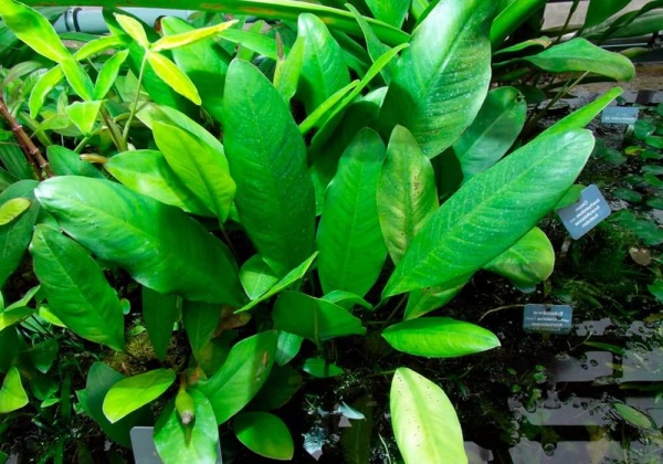Анубиас Афцели или Анубиас Афцелиуса (Anubias afzelii)