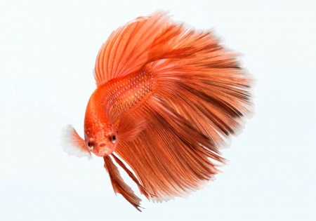 Петушок Супер Дельта оранжевый самец (Betta male Super Delta orange)