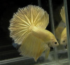 Петушок Халф Мун золотой самец( Betta male Halfmoon gold)