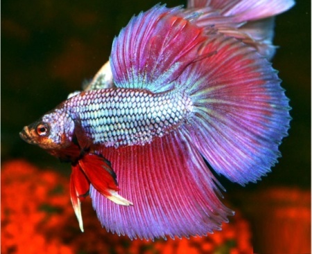 Петушок Супер Дельта розовая бабочка самец (Betta-splendens-Super-Delta-Pink-Butter)
