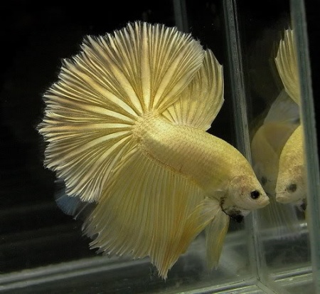 Петушок Халф Мун золотой самец( Betta male Halfmoon gold)