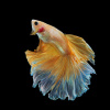 Петушок Халф Мун желтый бабочка самец (Betta splendens Halfmoon Yellow Butterfly)