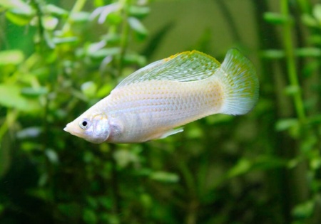 Моллинезия снежинка парусная (Poecilia velifera Silver lyretail Molly)