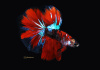 Петушок Халф Мун кои самец (Betta male Halfmoo koi Tail)