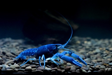 Рак Флоридский голубой, синий (Procambarus alleni)
