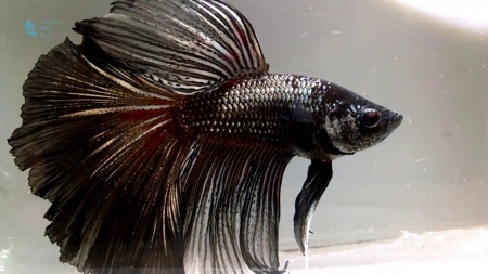 Петушок Супер Дельта черный дракон самец (betta-MALE super-delta-black-)