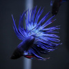 Петушок Коронохвостый синий самец (Betta-splendens-crown-tail-blue )